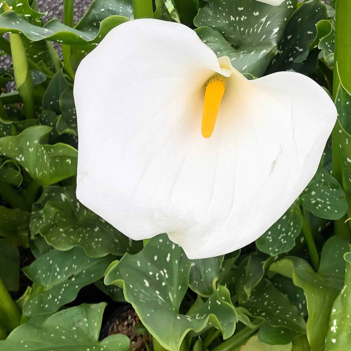 Zantedeschia aethiopica Himalaya - Arum d'Ethiopie géant Pot de 2L/3L