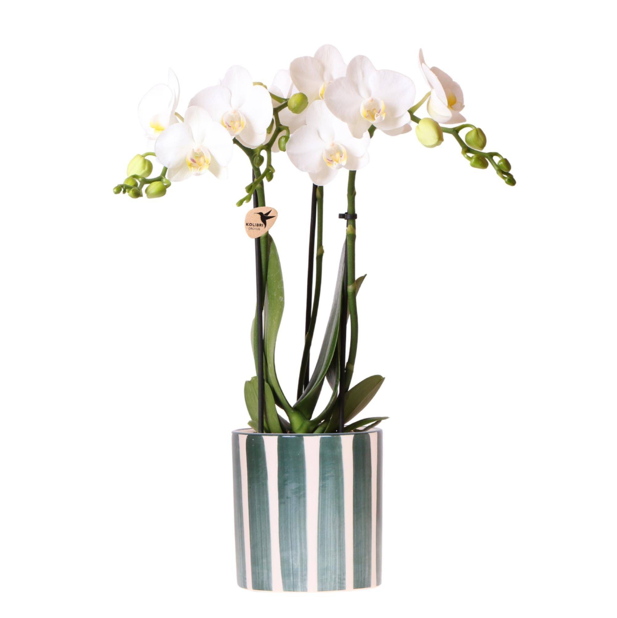 La Green Touch - Orchidée Amabilis Blanche et son pot- La Green Touch Vert peint - Hauteur 35cm