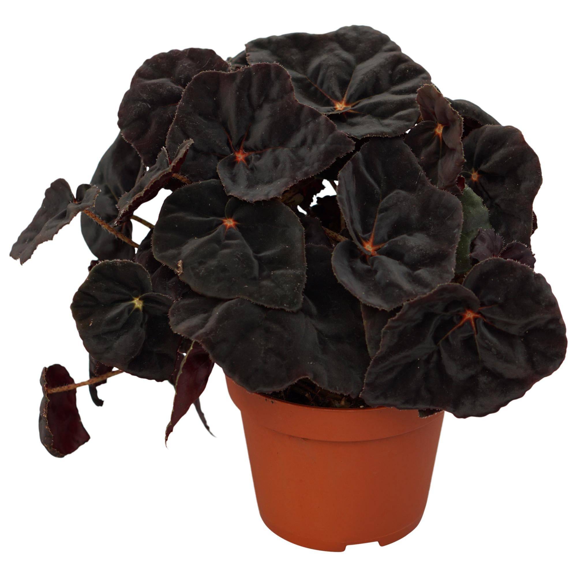 Begonia Rex Conga 25cm - Plante d'intérieur- La Green Touch