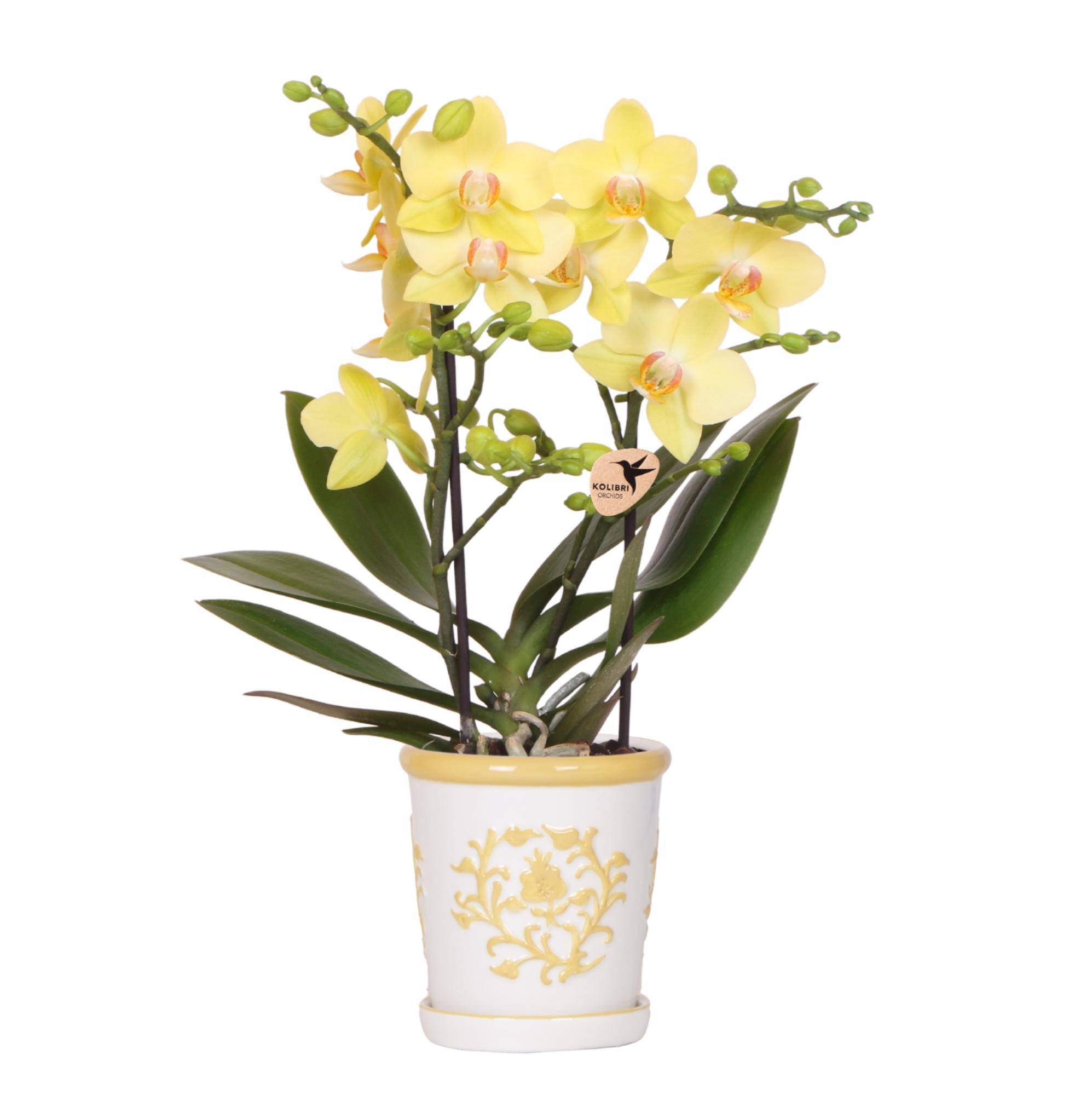 Orchidée jaune avec cache-pot - Ø9cm - ↕35cm - Image 1