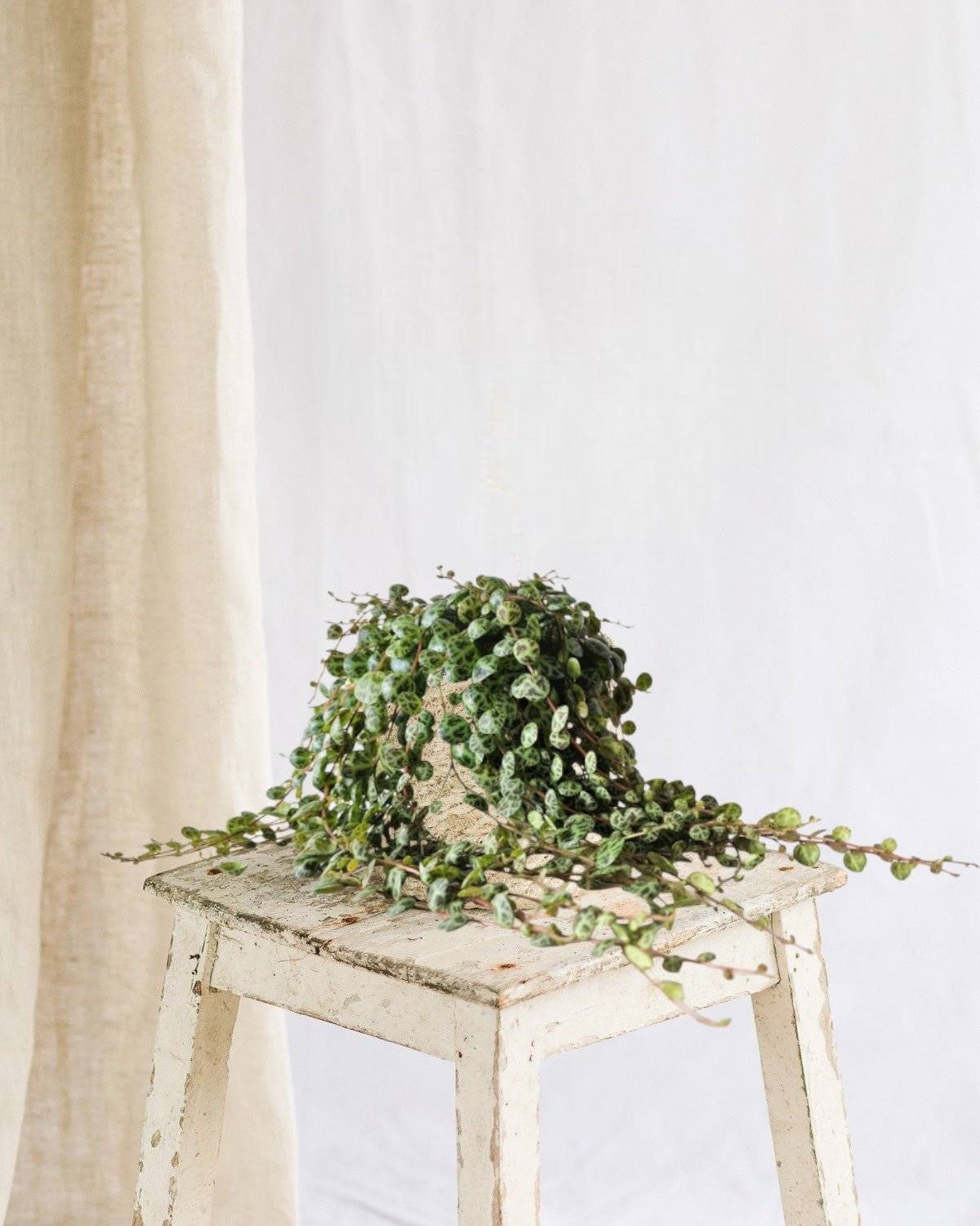 Peperomia Prostrata 15cm - Plante d'intérieur- La Green Touch - Image 2