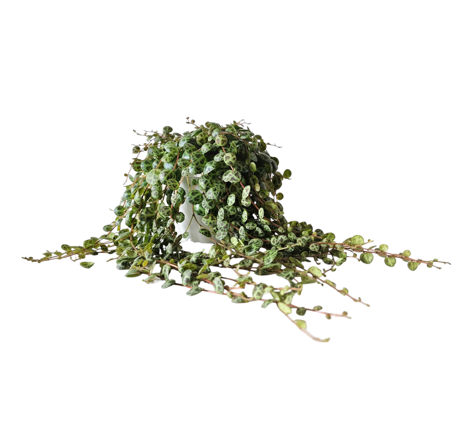 Peperomia Prostrata 15cm - Plante d'intérieur- La Green Touch - Image 1
