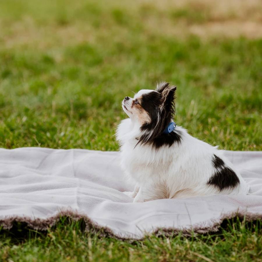 Mini Dog Tickless - Greek Blue - Image 4