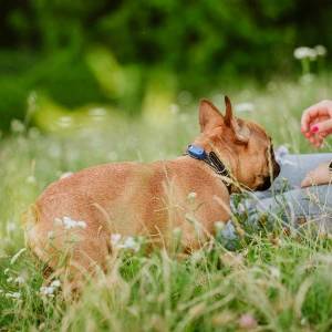 Mini Dog Tickless - Greek Blue - Image 3