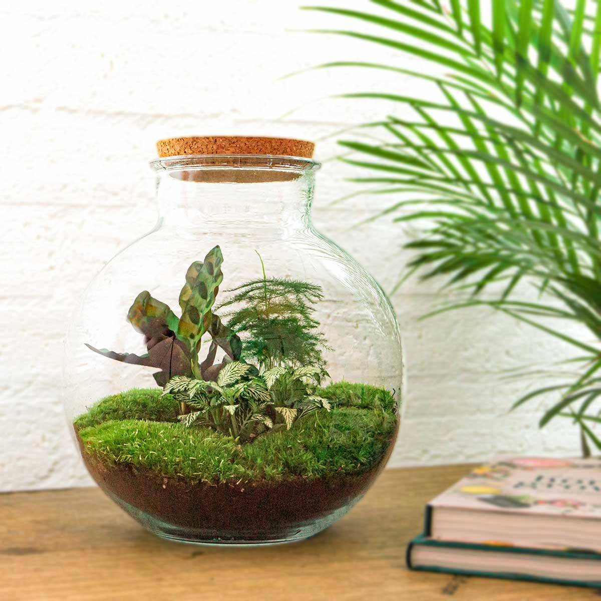 Kit Terrarium Diy - D30 H30cm - Image 2