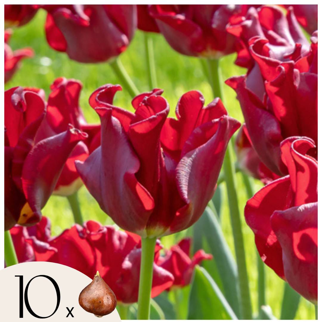 Plant In A Box - Bulbes de tulipes 'Red Dress' - Lot de 10 - Rouge foncé - Rustiques & vivaces - Image 1