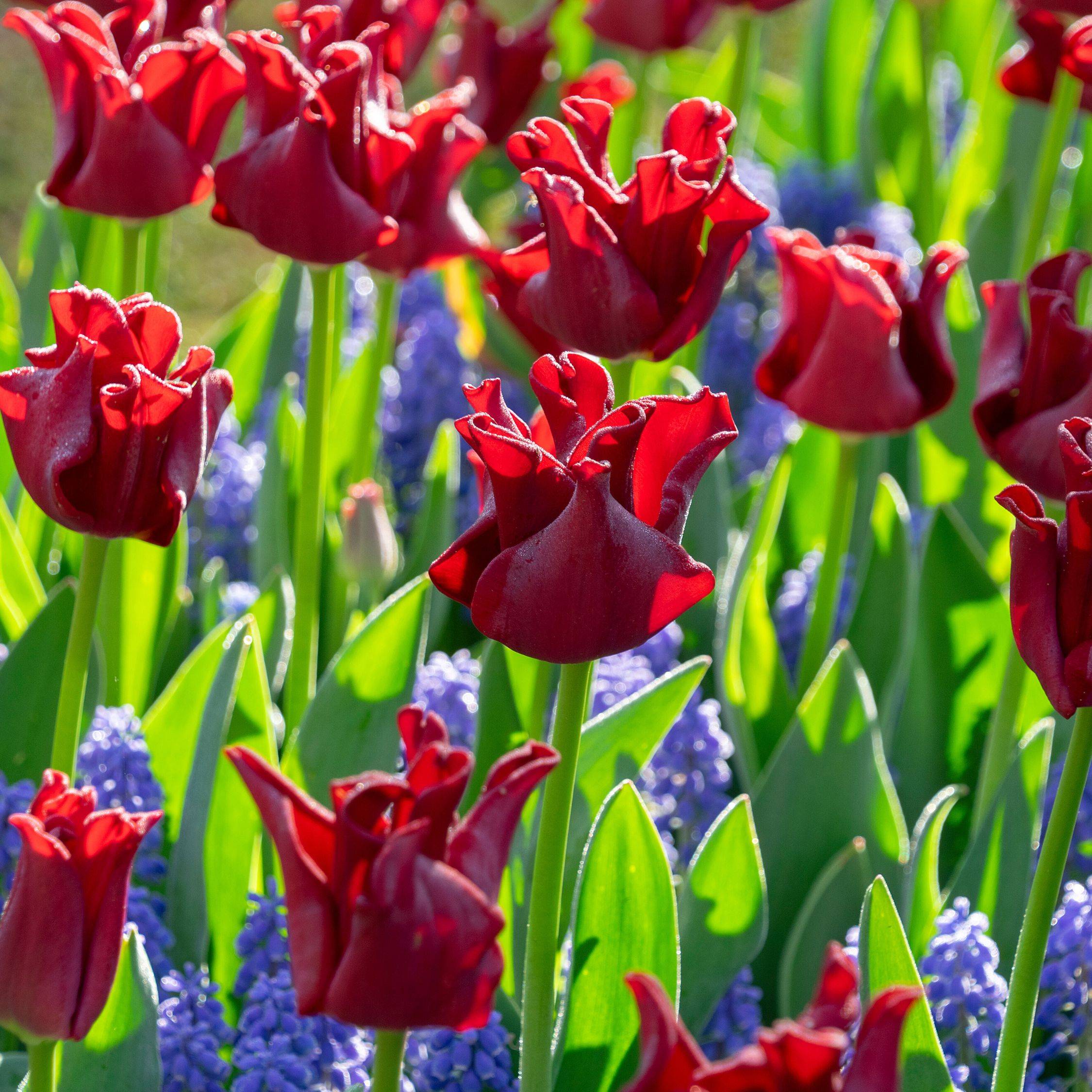 Plant In A Box - Bulbes de tulipes 'Red Dress' - Lot de 10 - Rouge foncé - Rustiques & vivaces - Image 2