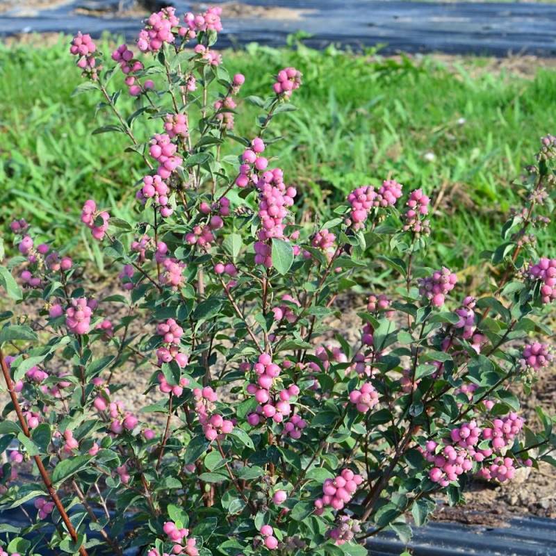 Symphorine Magical® Temptation 'Kolmatemta', Symphoricarpos à fleurs Blanche - feuillage Caduc - Godet - 5/20 cm-  hauteur à maturité De 1,00 m à 1,50 - Imagen 3