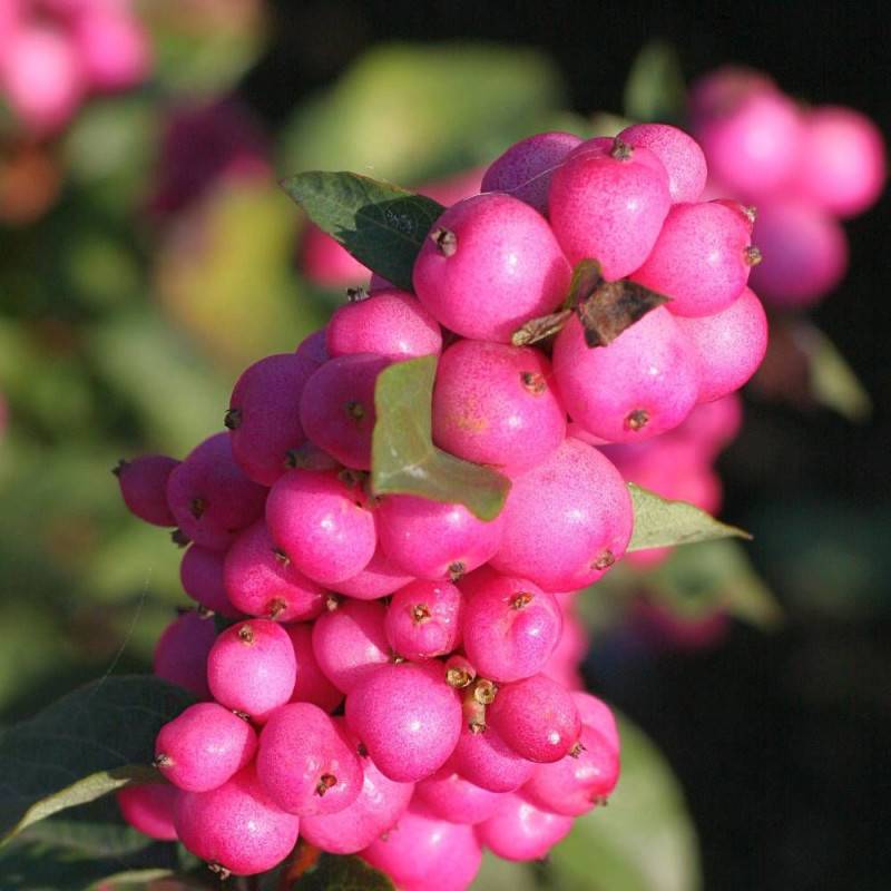 Symphorine Magical® Temptation 'Kolmatemta', Symphoricarpos à fleurs Blanche - feuillage Caduc - Godet - 5/20 cm-  hauteur à maturité De 1,00 m à 1,50 - Imagen 2