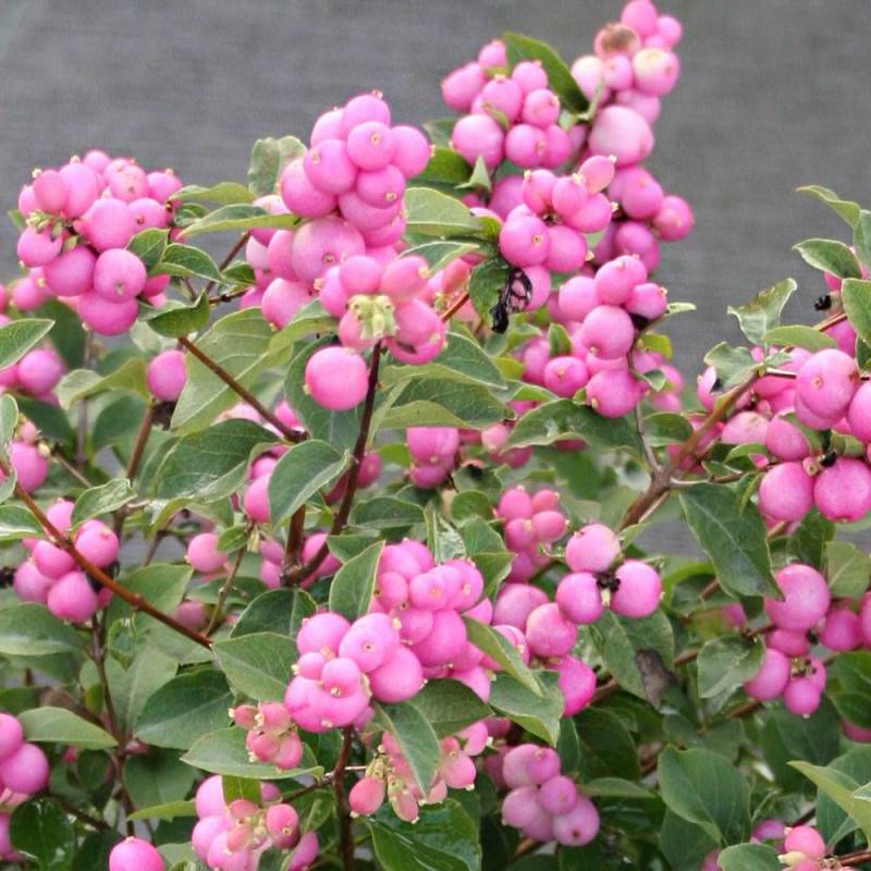 Symphorine Magical® Temptation 'Kolmatemta', Symphoricarpos à fleurs Blanche - feuillage Caduc - Godet - 5/20 cm-  hauteur à maturité De 1,00 m à 1,50 - Imagen 4