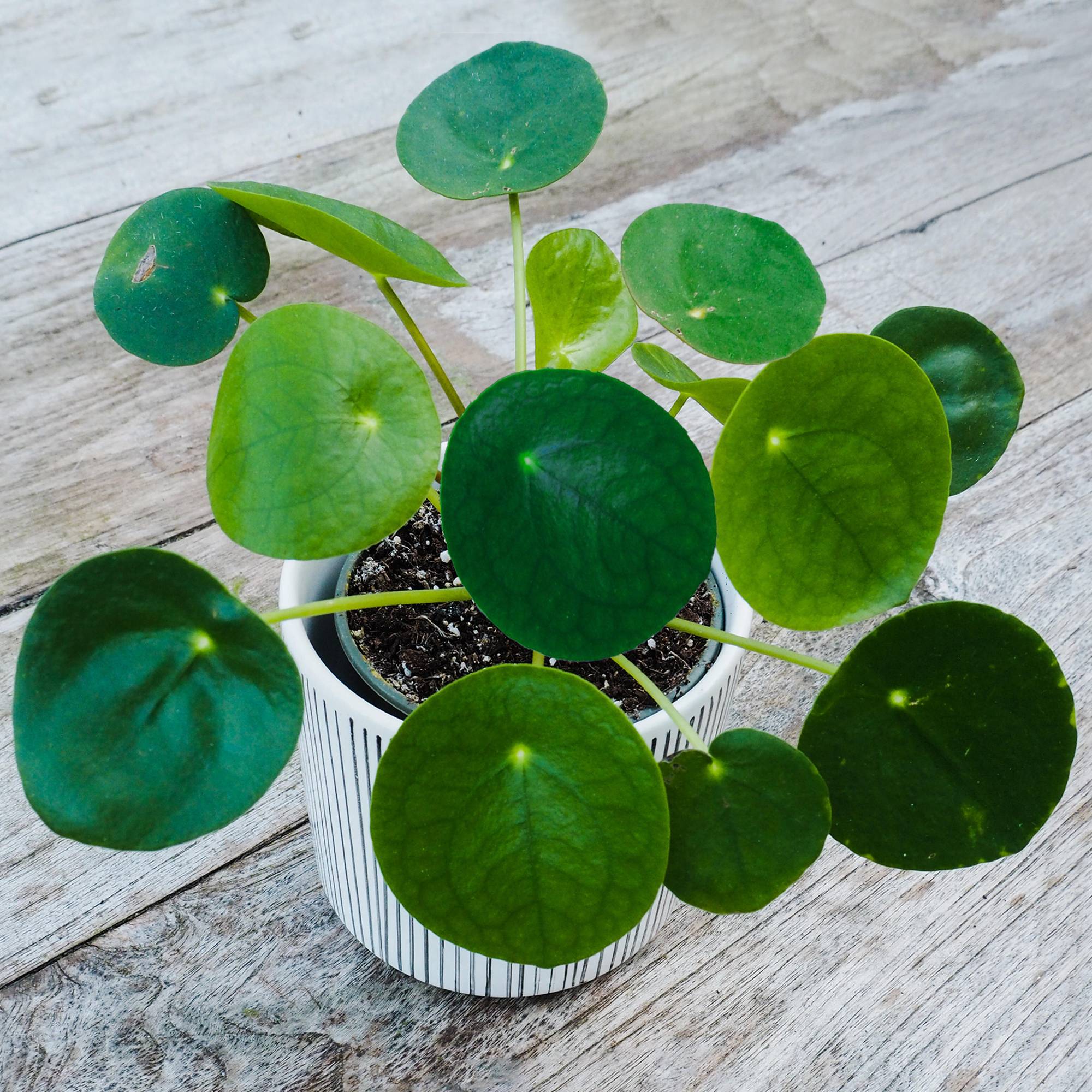 Gardenersdream - Pilea Peperomioides Plante À Monnaie Chinoise D'Intérieur Pour La Masion Ou Le Bureau - GardenersDream - Image 1