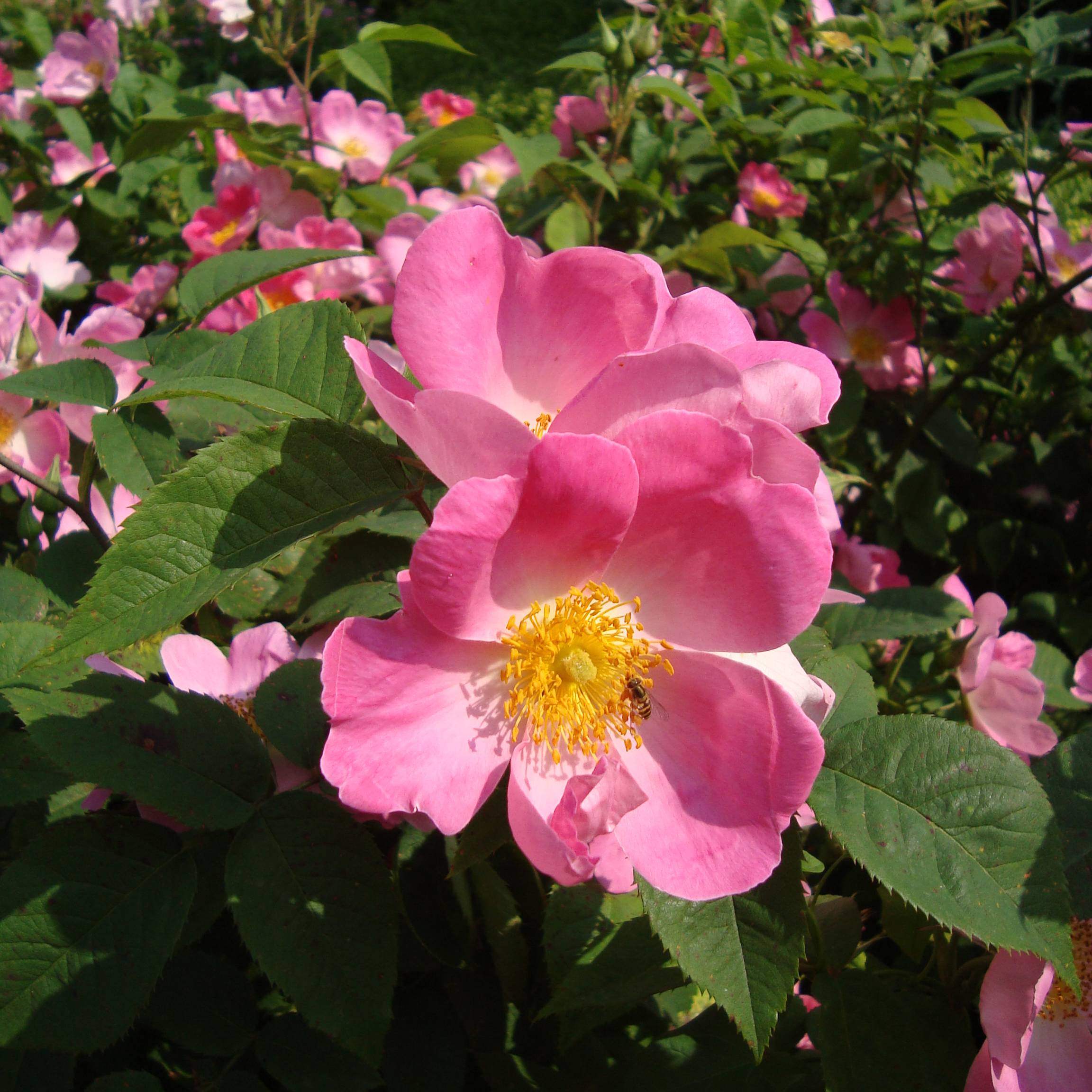 Promesse de Fleurs - Rosier ancien Complicata Racines nues en motte