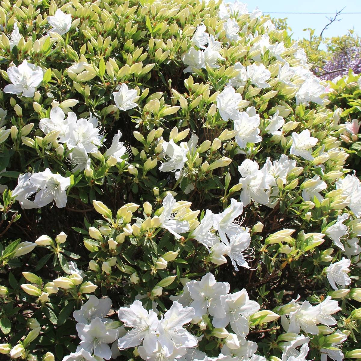 Promesse de Fleurs - Azalée du Japon Luzi - Rhododendron hybride Pot de 12L/15L