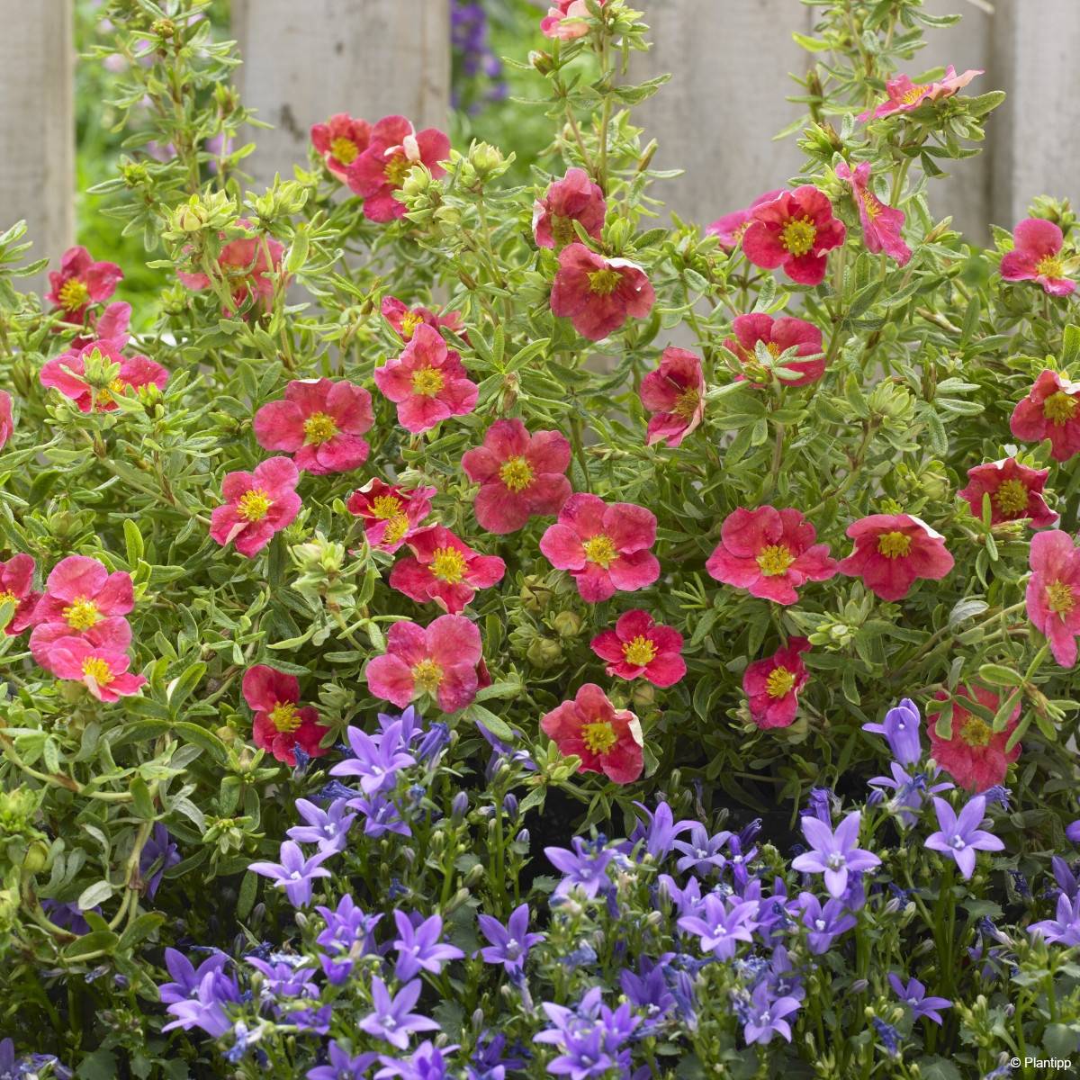 Potentilla fruticosa Danny Boy - Potentille arbustive à fleurs simples rose framboise Pot de 2L/3L - Image 3