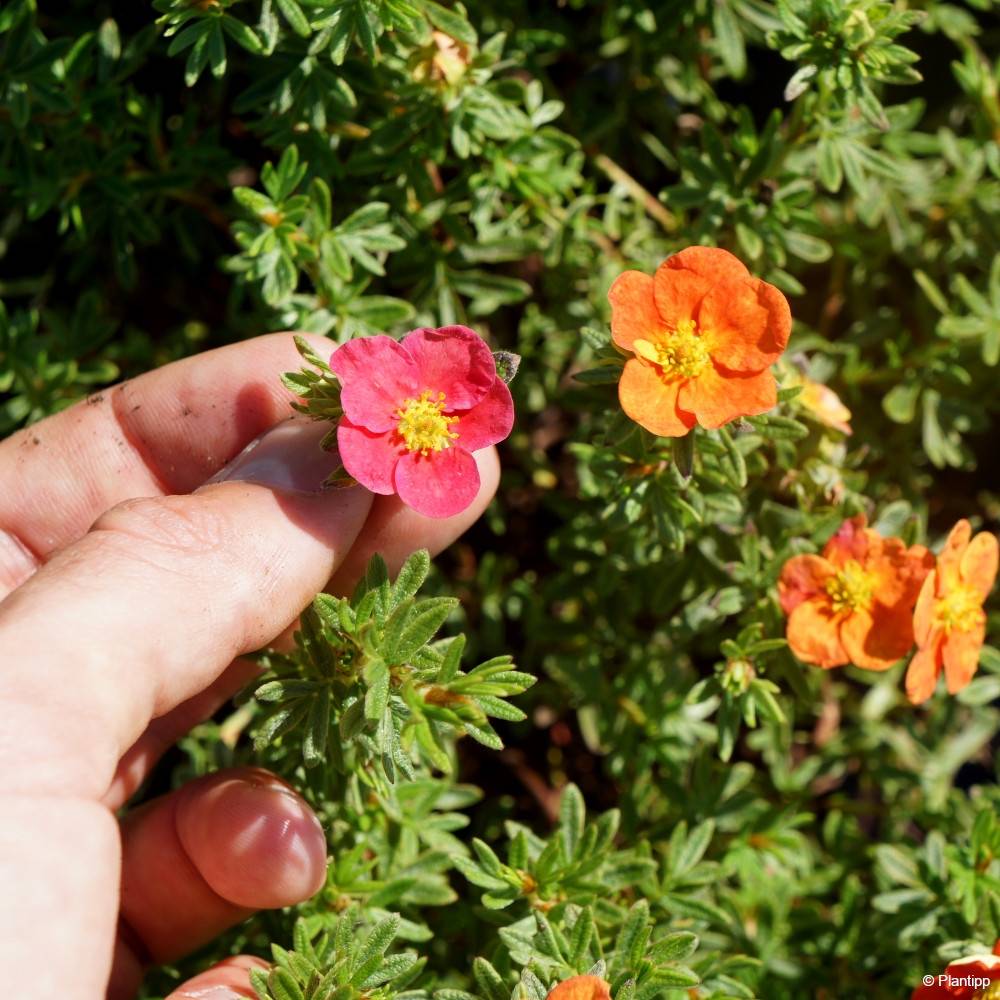 Potentilla fruticosa Danny Boy - Potentille arbustive à fleurs simples rose framboise Pot de 2L/3L - Image 5