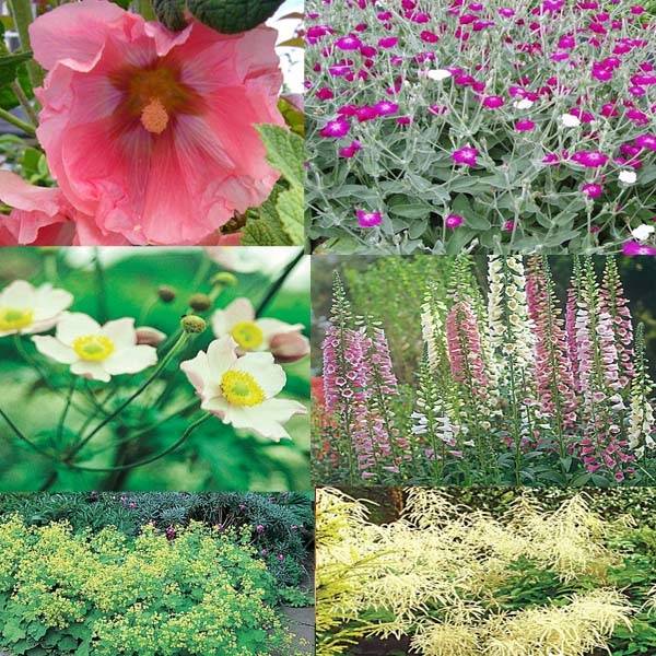 Promesse de Fleurs - Collection Vivaces Jardin de Curé - Collection de 6 plantes