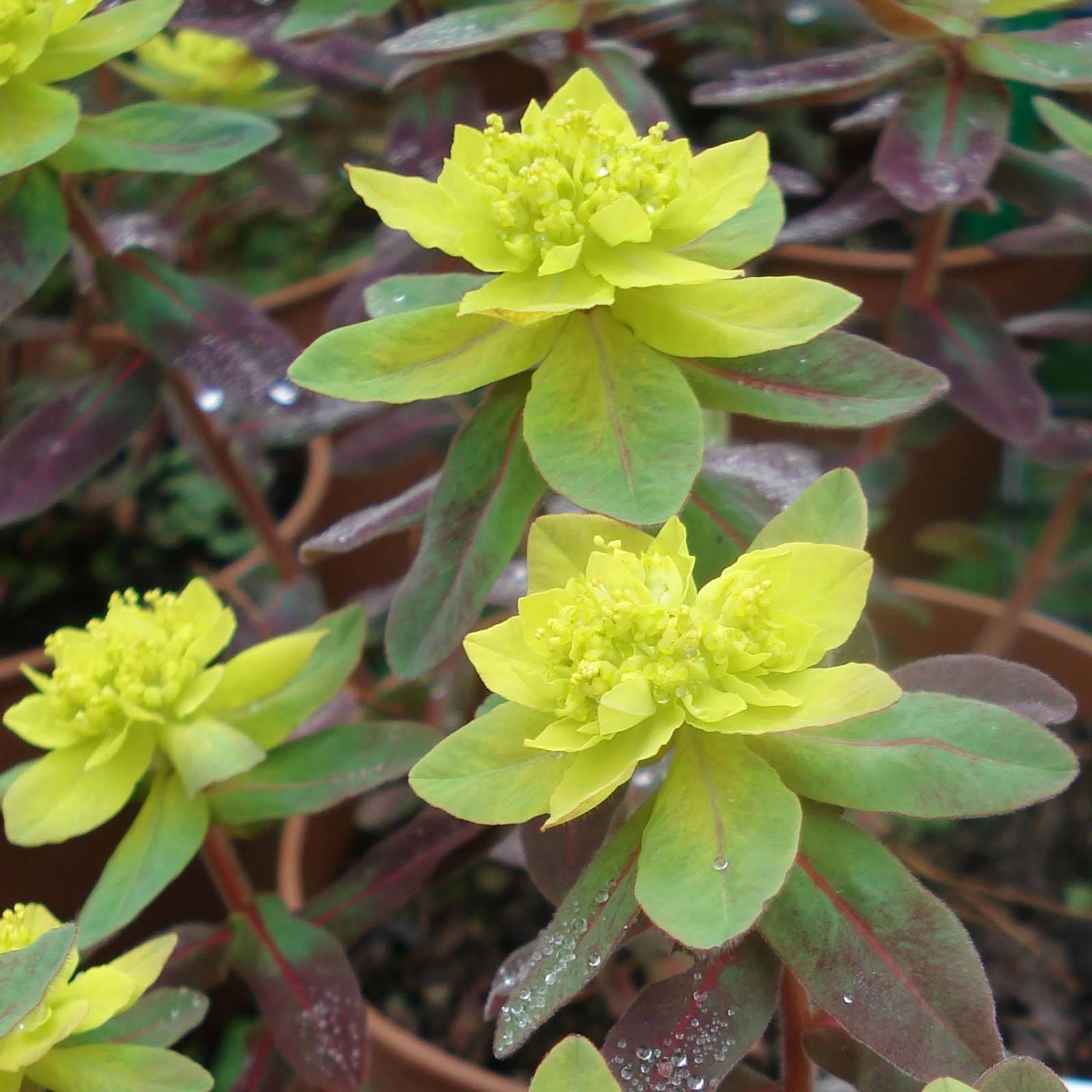 Promesse de Fleurs - Euphorbia polychroma Bonfire - Euphorbe polychrome Godet de 8/9 cm