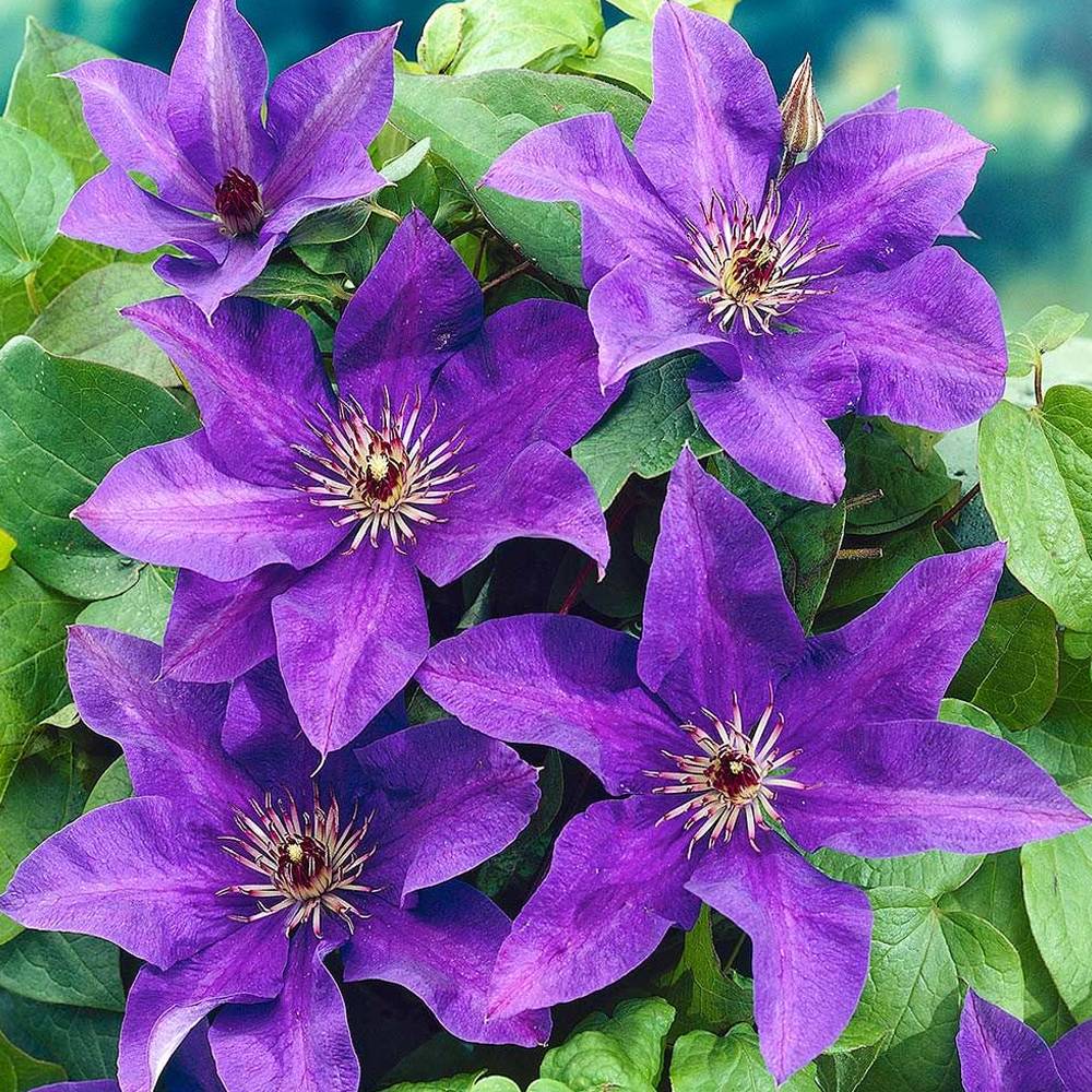 Gardenersdream - Clématite 'Le Président' plante florifère grimpante vivace pot 9 cm - GardenersDream - Imagen 1