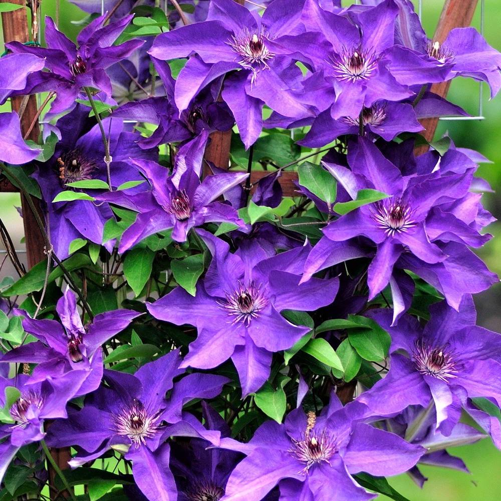 Gardenersdream - Clématite 'Le Président' plante florifère grimpante vivace pot 9 cm - GardenersDream - Imagen 2