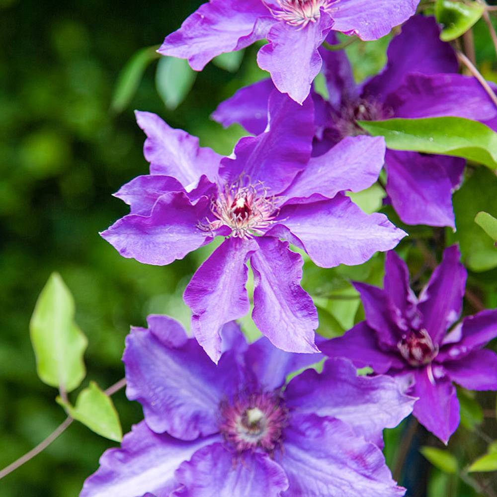 Gardenersdream - Clématite 'Le Président' plante florifère grimpante vivace pot 9 cm - GardenersDream - Imagen 5