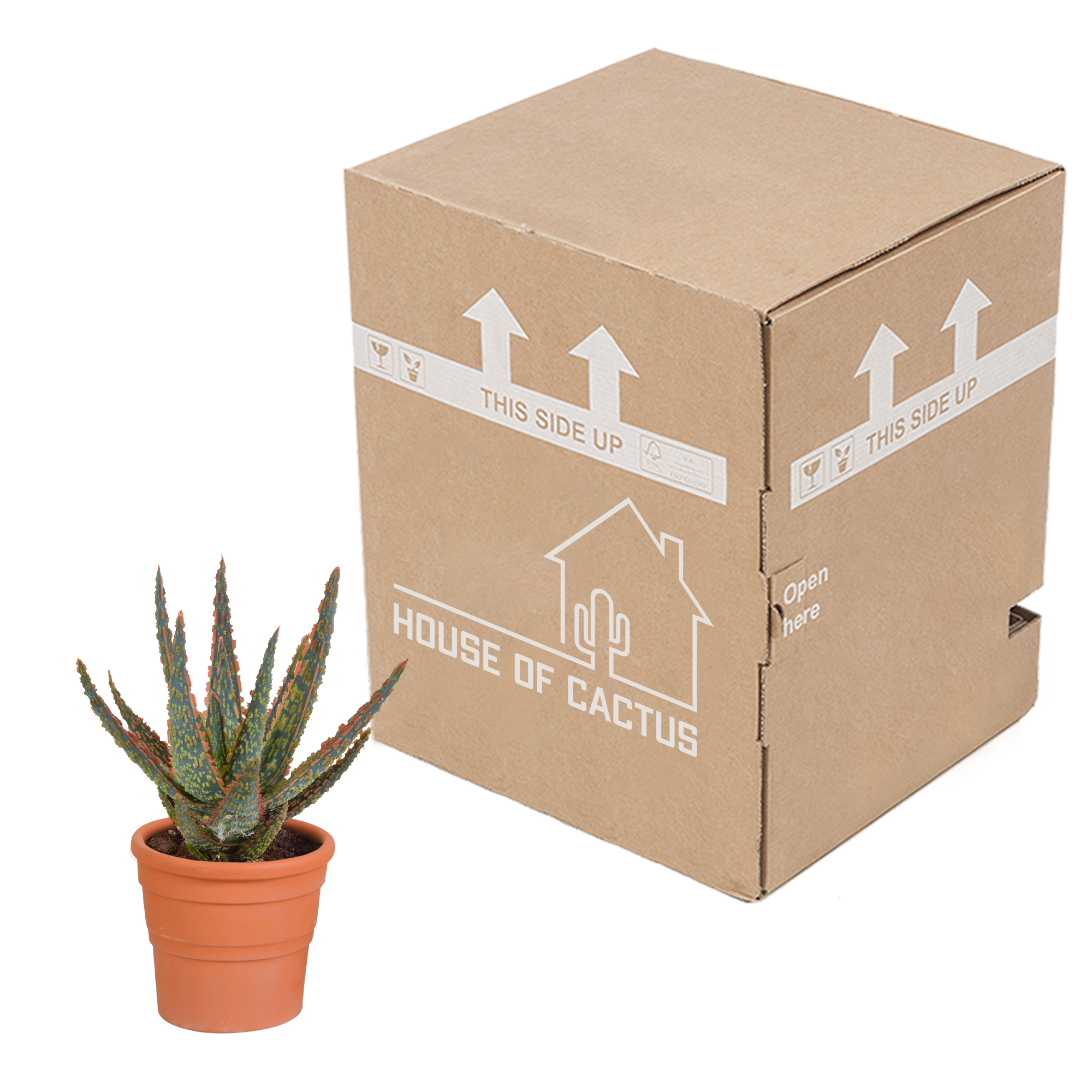Aloe zebrina - en pot terre cuite - Ø10,5cm - ↕23cm - Plantes d’intérieur - Image 4