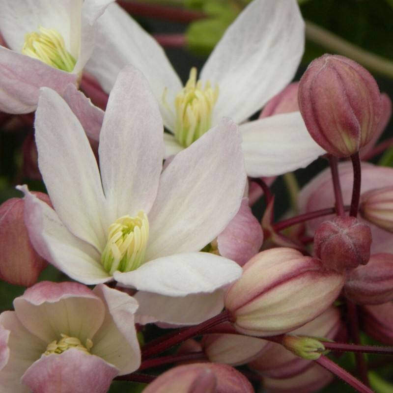 Clématite armandii Hendersonii Rubra à fleurs Blanche/Rose - feuillage Persistant - Pot de 3L - Echelle bambou 60/120 cm - Image 1