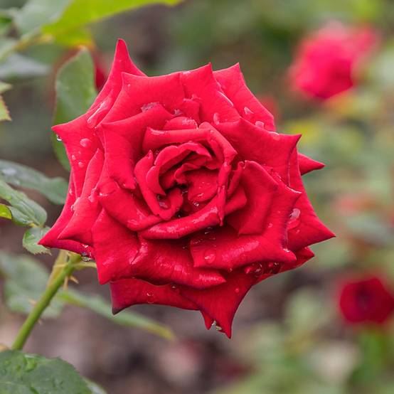 Rosier à grandes fleurs Mister Lincoln Pot de 4L/5L