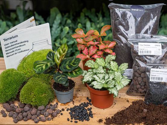 Terrarium à composer - recharge et kit de démarrage - Calathea Makoyana - Terrarium DIY - Image 1