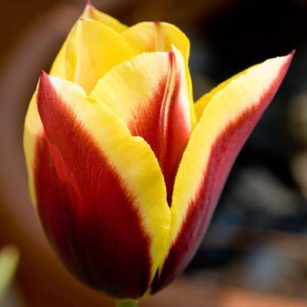 Promesse de Fleurs - Tulipe Triomphe Kees Nelis Bulbe calibre 11+ (par 10)