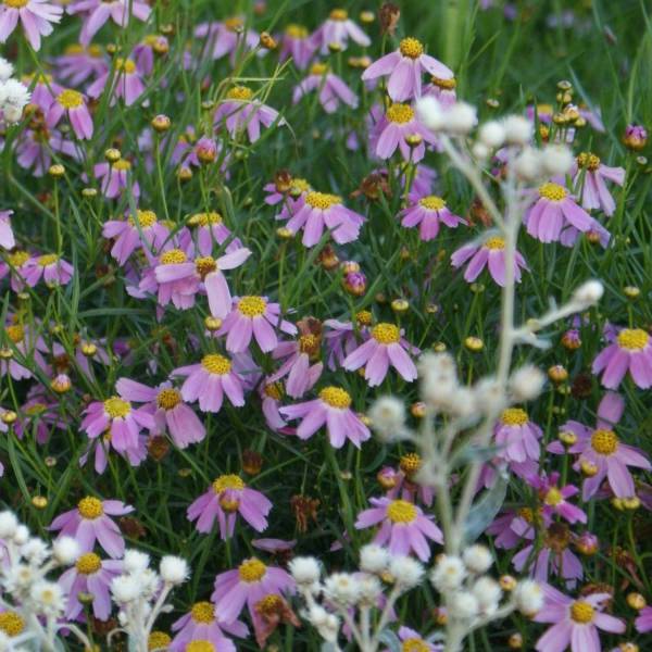 Promesse de Fleurs - Coreopsis rosea American Dream Godet de 8/9 cm