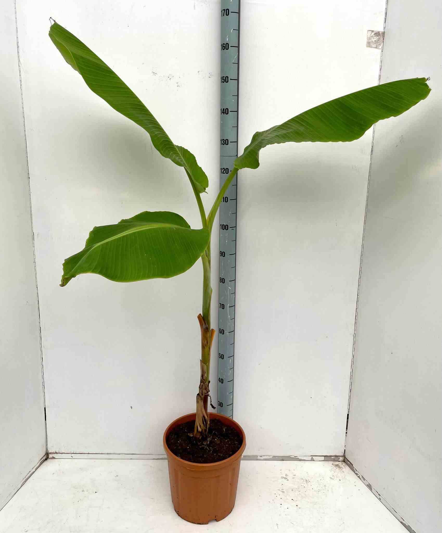 0 - Musa dajiao (banane comestible) Pot de 30L -160/180 cm - Image 1