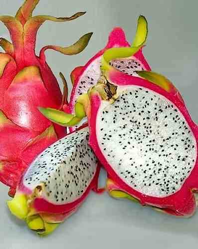 0 - Pitaya : Hylocereus undatus (Pitaya ou fruit du dragon) Pot de 25L - 180/200cm