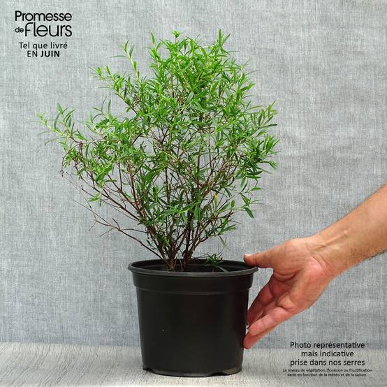 Millepertuis - Hypericum densiflorum Buttercup Pot de 2L/3L - Image 2