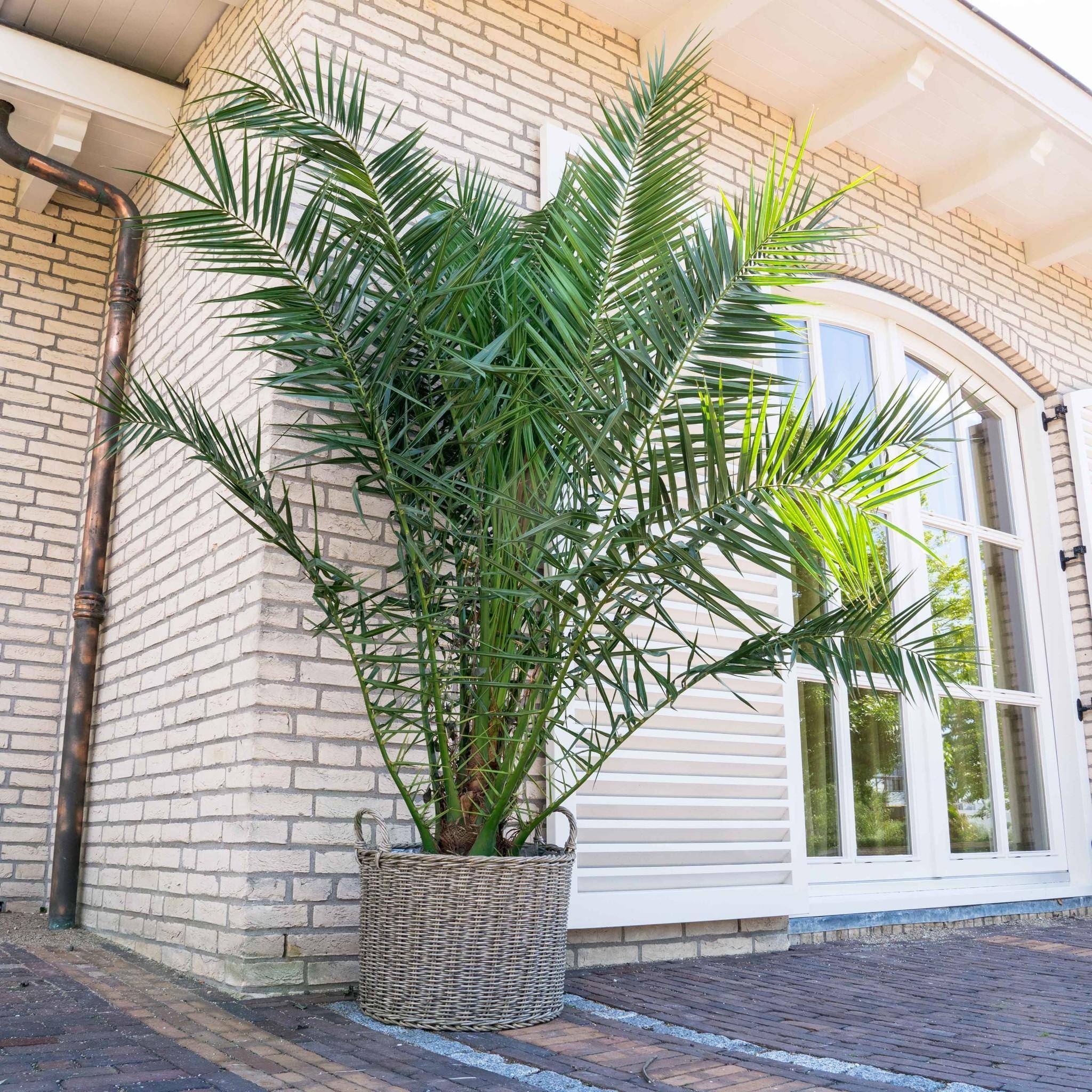 Phoenix Canariensis - D35 H220cm
