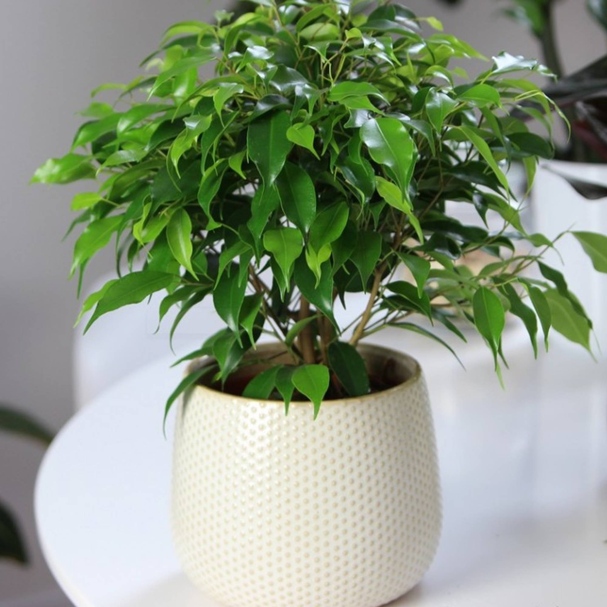 Gardenersdream - Ficus Benjamina Vert Kinky Figuier Pleureur Plante De Maison D'Intérieur En Pot 14 Cm - GardenersDream - Imagen 3