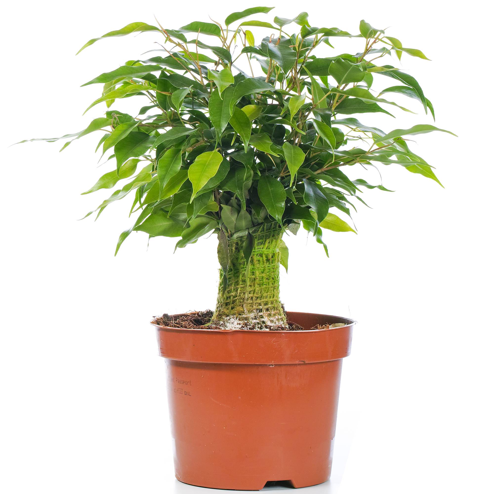 Gardenersdream - Ficus Benjamina Vert Kinky Figuier Pleureur Plante De Maison D'Intérieur En Pot 14 Cm - GardenersDream - Imagen 1