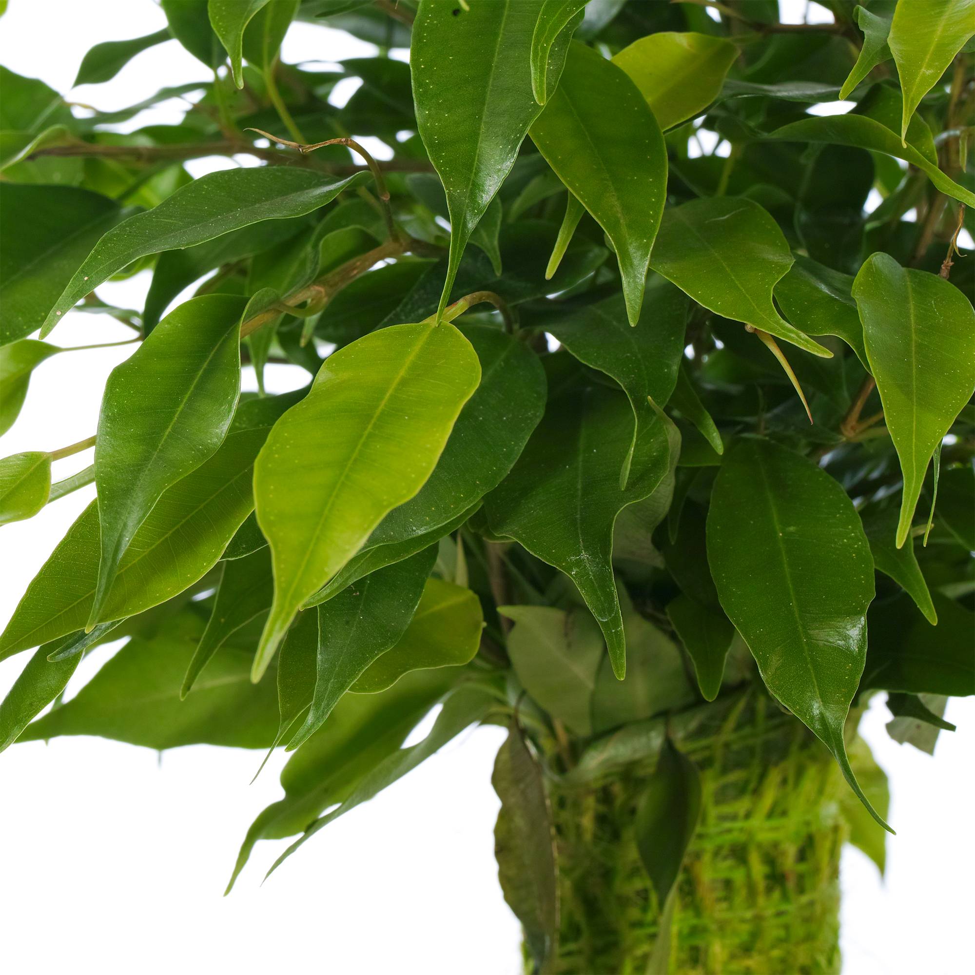 Gardenersdream - Ficus Benjamina Vert Kinky Figuier Pleureur Plante De Maison D'Intérieur En Pot 14 Cm - GardenersDream - Imagen 2