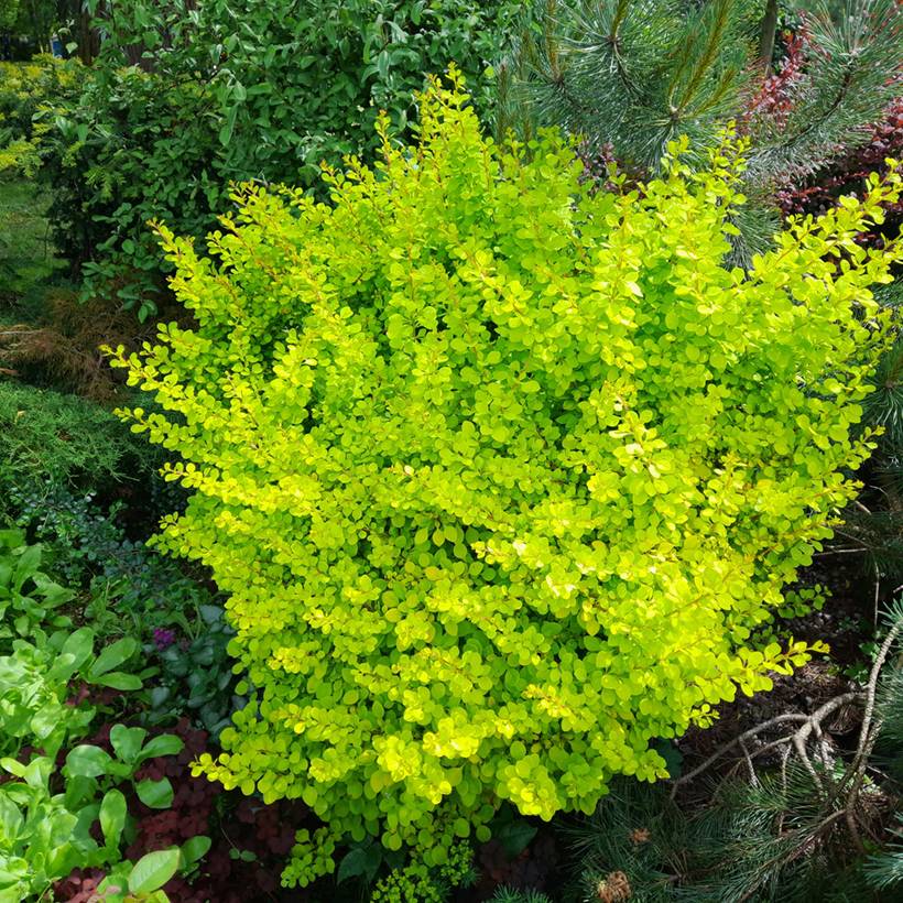 Promesse de Fleurs - Berberis thunbergii Yellow Tower - Epine-vinette Pot de 2L/3L - Image 1