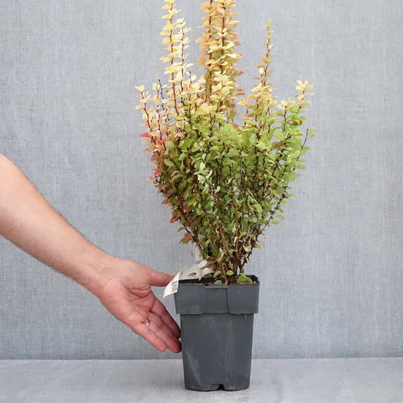 Promesse de Fleurs - Berberis thunbergii Yellow Tower - Epine-vinette Pot de 2L/3L - Image 2