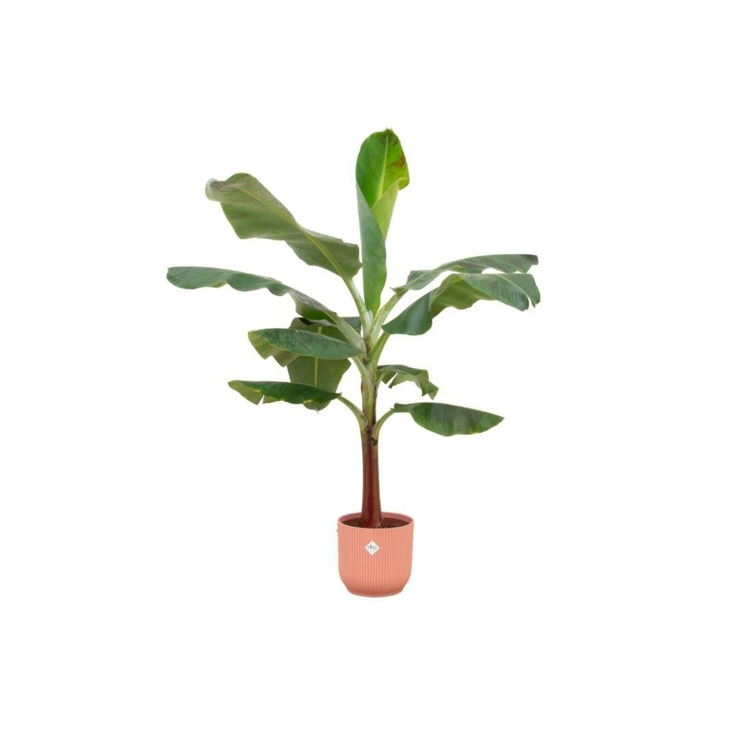 La Green Touch - Bananier Musa 120cm et son pot- La Green Touch Rose - Hauteur 120cm