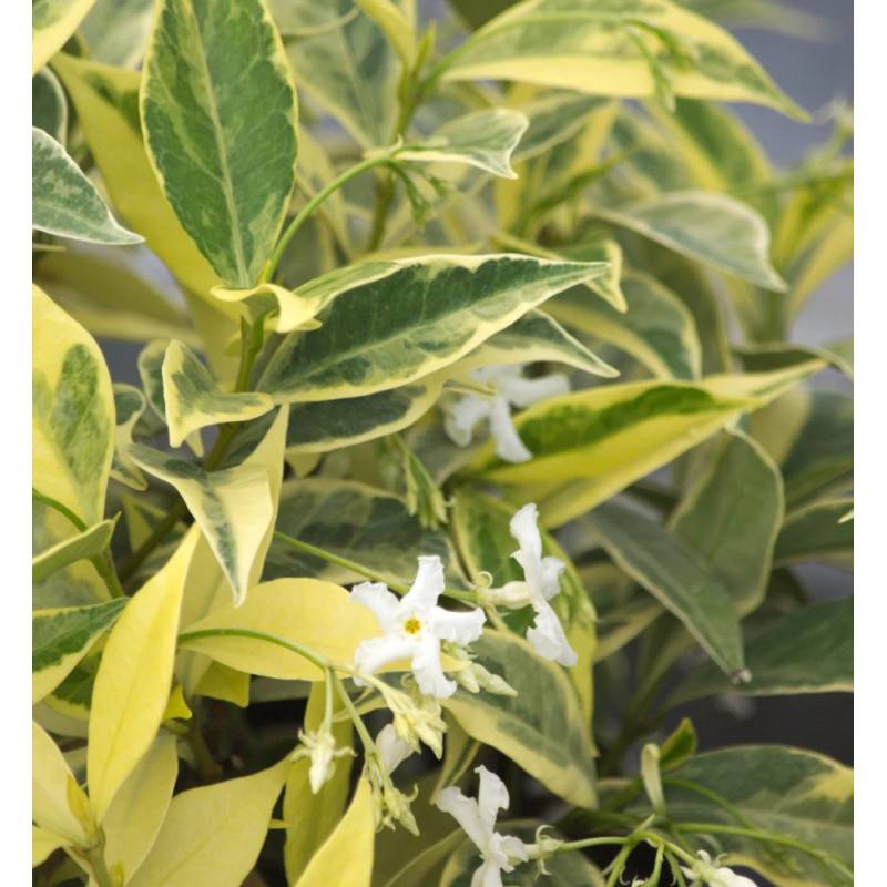 Jasmin étoilé Sun Lover® à fleurs Blanche - feuillage Persistant - Godet - 5/10 cm-  hauteur à maturité De 0,50 m à 1,00 m - Imagen 4