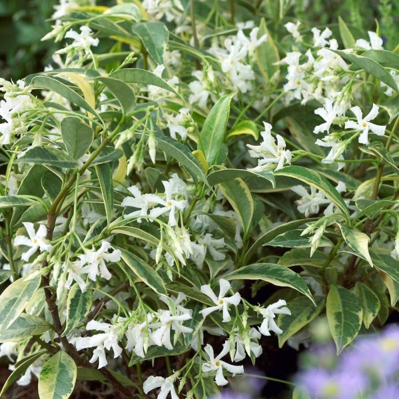 Jasmin étoilé Sun Lover® à fleurs Blanche - feuillage Persistant - Godet - 5/10 cm-  hauteur à maturité De 0,50 m à 1,00 m - Imagen 2