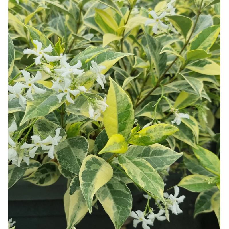 Jasmin étoilé Sun Lover® à fleurs Blanche - feuillage Persistant - Godet - 5/10 cm-  hauteur à maturité De 0,50 m à 1,00 m - Imagen 5