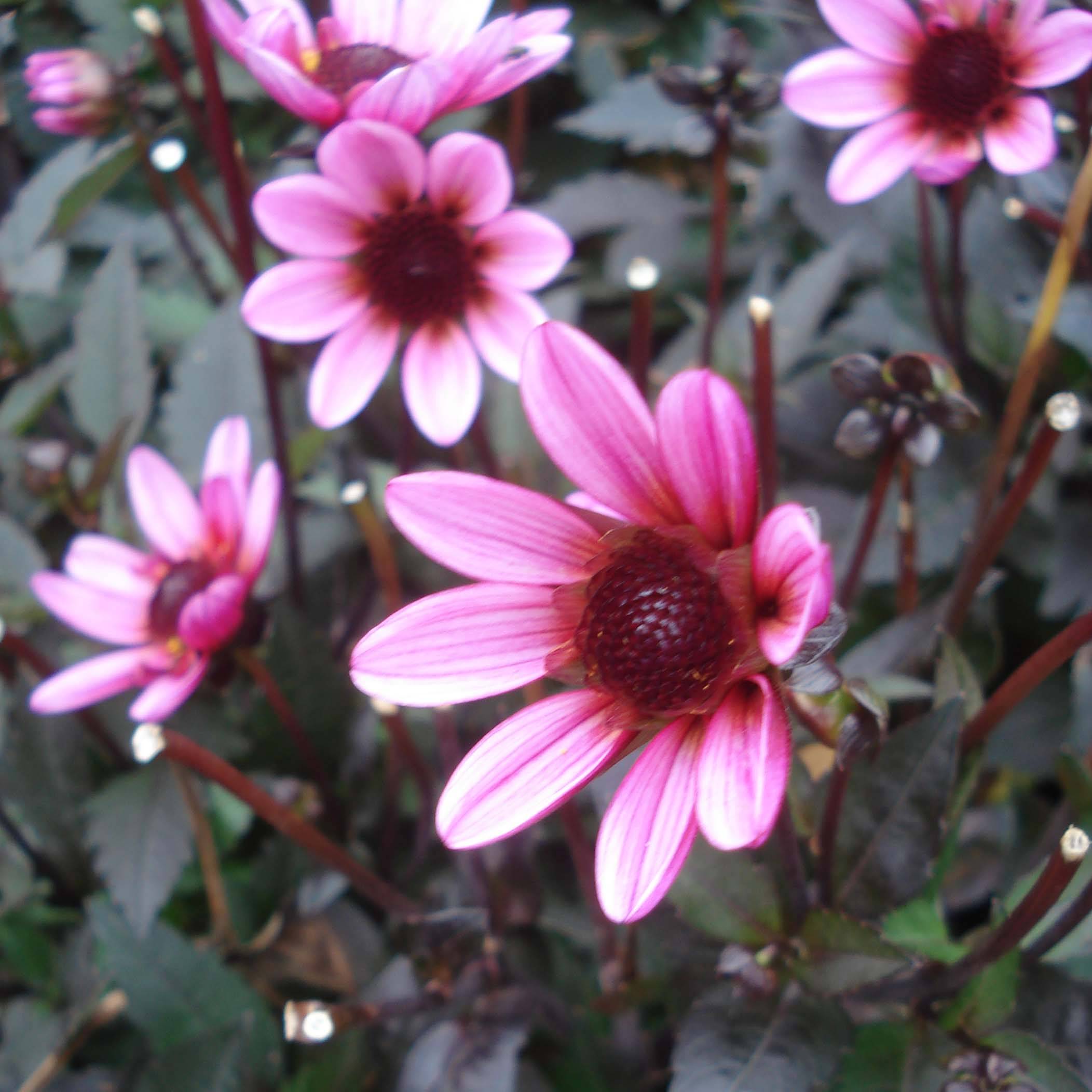 Dahlia nain Pretty Woman Bulbe calibre I