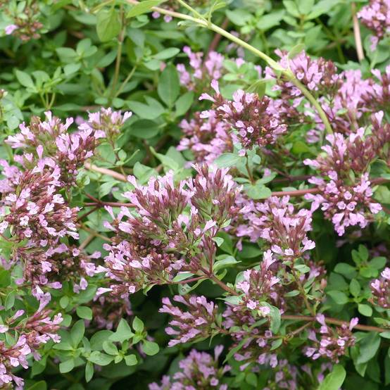 Promesse de Fleurs - Origanum laevigatum Herrenhausen - Origan pourpre - Marjolaine Godet de 8/9 cm