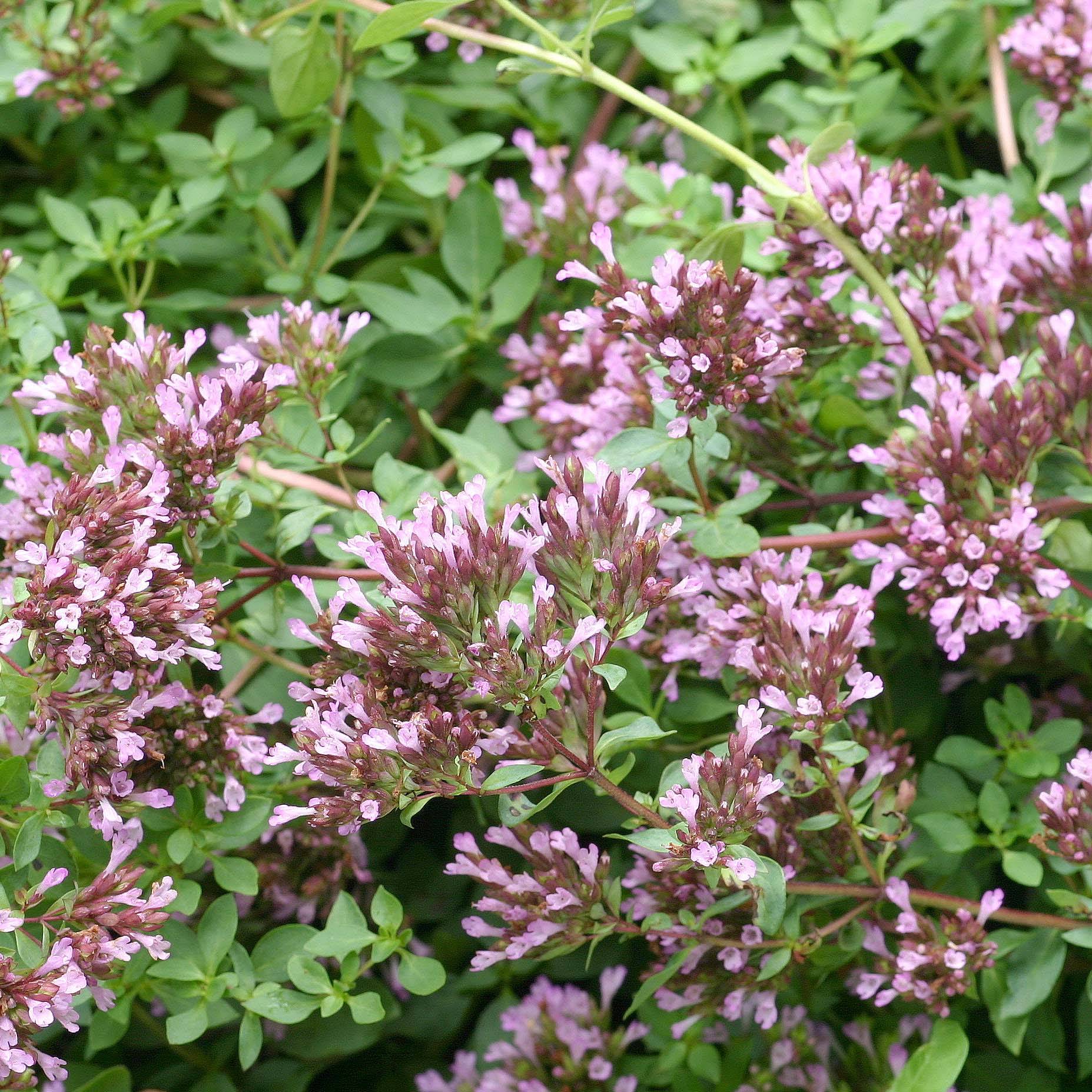 Promesse de Fleurs - Origanum laevigatum Herrenhausen -  Origan pourpre - Marjolaine Godet de 8/9 cm