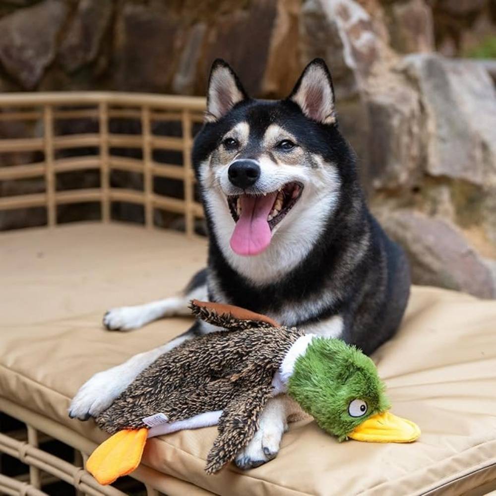 IntiMeg - Canard moche IntiMeg Jouet pour chien - Image 4