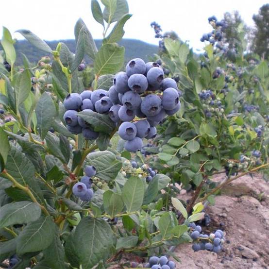Promesse de Fleurs - Myrtillier Blue Jay - Vaccinium corymbosum Pot de 1,5L/2L, Buisson