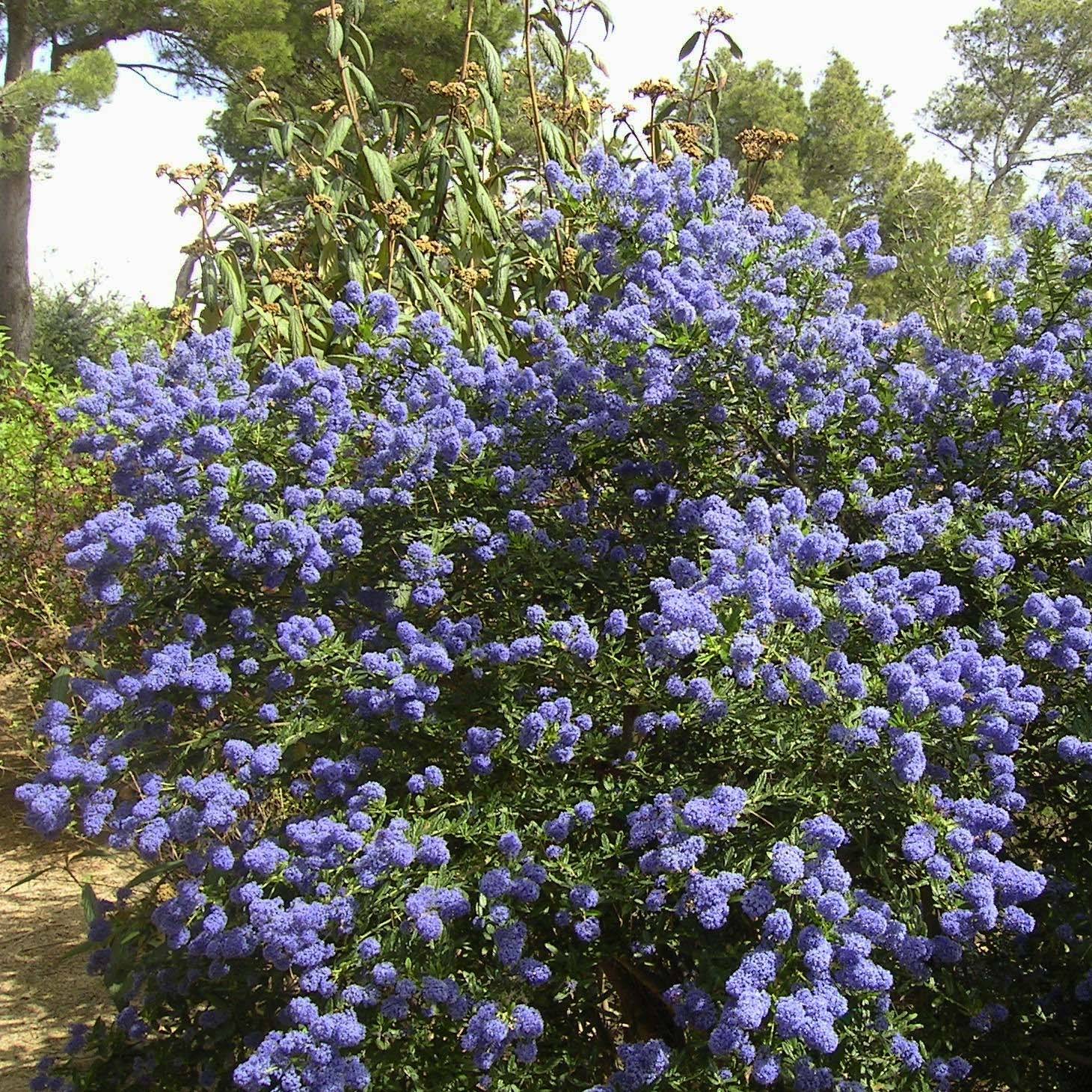Ceanothus thyrsiflorus repens - Lilas de Californie Pot de 7,5L/10L - Image 1