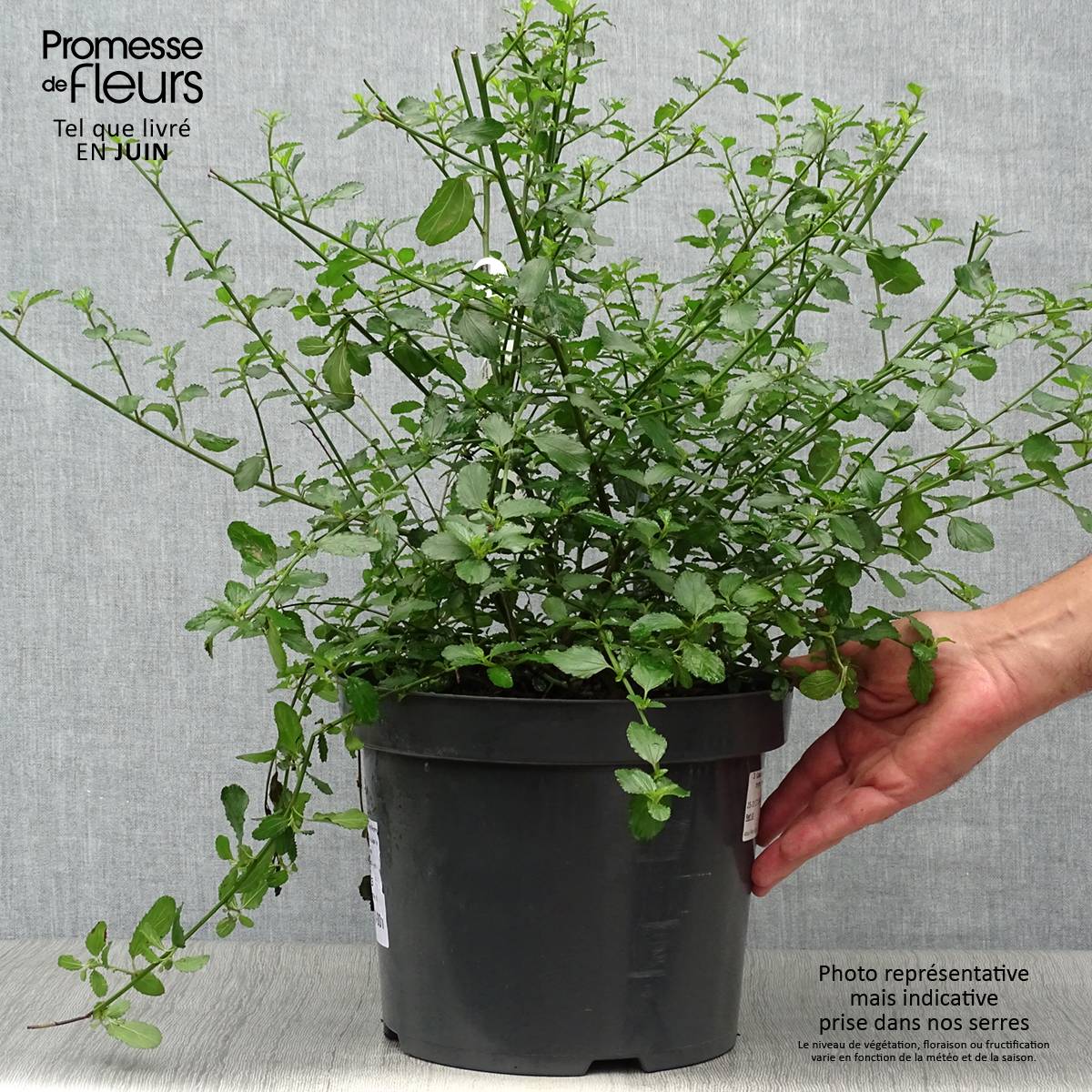 Ceanothus thyrsiflorus repens - Lilas de Californie Pot de 7,5L/10L - Image 2